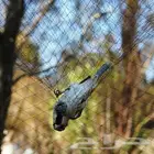 شبكة صيد طيور