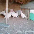 موجود رومي ذكور واناتي