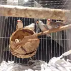 طيور الحسون البيع مع القفص