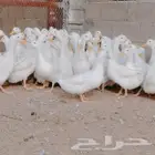 موجود بط بكيني