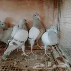 موجود زغاليل حمام