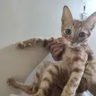 قط ذكر للتبني