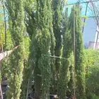 سرو ايطالي ترمنليا حمضيات زيتون