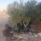زيتون اشجار زيتون