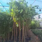 اكاسيا لسان العصفورعدنه حمضيات