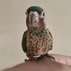 فرخ كنيور بانتد تم البيع