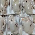 موجود بط بكيني