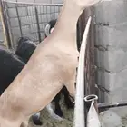 عنز جنوبيه معه تيس عمره شهر
