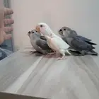 روز غر العمر شهر وعشر ايام هدد مجنونه غر الحجم جامبو