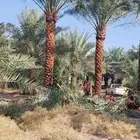 النخل البيع بجميع انواعه ولمقسات المختلفه خدمه متكامله رياض