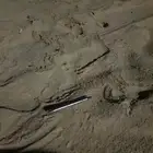 قلم ضايع بالبر