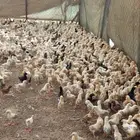 صوص بلدي للبيع