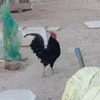 ديك عربي اسود