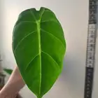 نبتة alocasia micholitziana داخلية للبيع