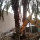 نقوم بشغال انواع النخيل قلع وتوريد وغرس عربي وشنطني في جميع