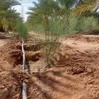 شتل مورنقا للبيع