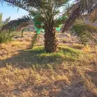 نخل لبيع موصل لموقع المطلوب