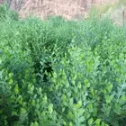 حناء المدينه نجهز حسب الطلب