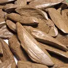 عرض العود المروكي
