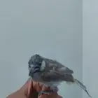 بلبل حساوي للبيع