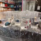 سمك الزينه بكل أنواعه