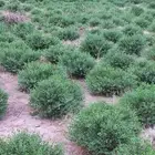 حناء ضواحي ينبع المدينه