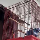 بلبل حساوي للبيع