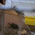 جوز كنيور بفروخه تم البيع