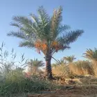 يوجد لدينا جميع انواع الأشجار لتواصل علا