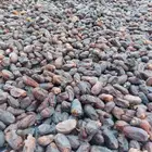 تمر حلوه للبيع