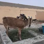 عنز وتيس جنوبيات