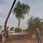حمضيات واشجار زيتون ونخل عربي ونخل واشنطني