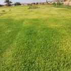 ثيل طبيعي الضل