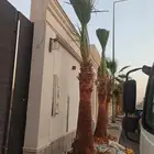 تنسيق الحدائق وزراعة الاشجار والورود والنخيل وعمل المظلات