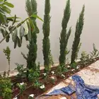 تنسيق حدائق