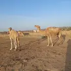 ابل للبيع اكبار في سنها طيبات فاردين عيالها عنها والبيع سمح
