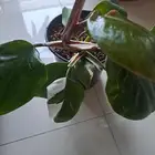 نبتة داخلية وايت نايت تم البيع