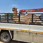 دنه دينا كرين ونش هيدروليك لنقل الإبل والمكاين جميع مناطق ال