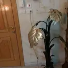 ابجوره قديمه حديد تراث نوادر قديم