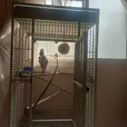 (تم البيع ) بغبغاء كاسكو (تم البيع)