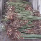 عندنا نخل انواع انخيل صقعي ومجدوله وخلاص