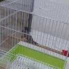 ذكر ياسمين طائفي