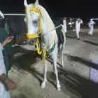 السلام عليكم ورحمه الله وبركاته يوجد لدينا خيول عربيه وجمال