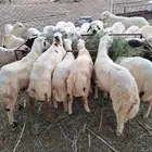 خرفان ذبايح بلدي بأسعار مناسبة