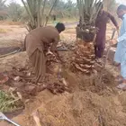 يوجد لدينا جميع انواع انخيل المثمر حسب المقاسات ونوعية