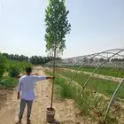 توريد جميع انواع الأشجار والنخيل وزعه وتوصيل باشرف هندسي