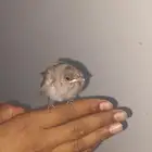 فروخ بلابل حساوي