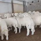 ذبيحتك لبيتك حري سواكني تربية