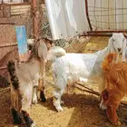 تيوس