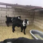 تيوس طيبات العدد3